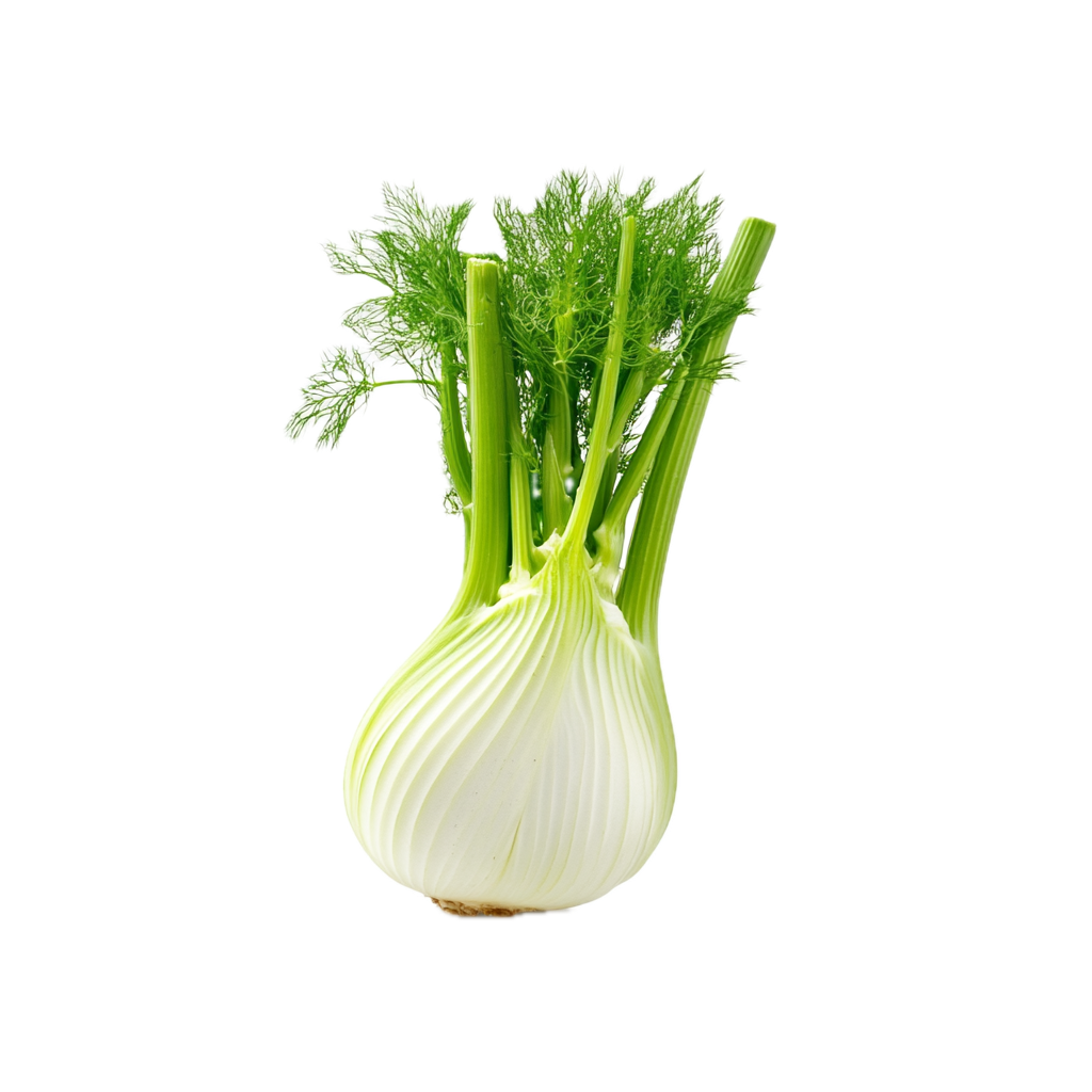 Fennikel